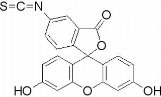 異硫氰酸熒光素