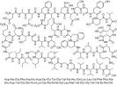 β-淀粉樣多肽 1-42