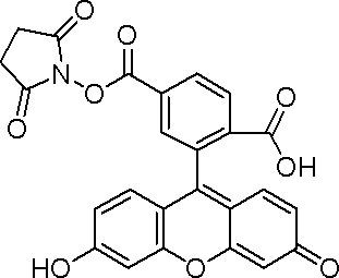 6-FAM SE