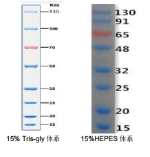 15-130kDa雙色預(yù)染蛋白Marker